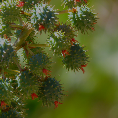 L'arbre miracle, ingrédient de Beauty Secret